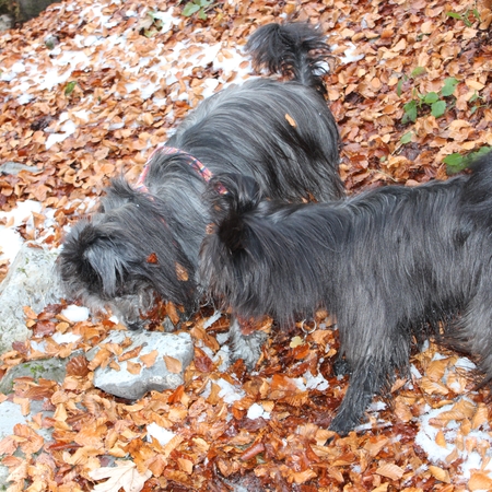 36 Im Herbst 2012 im Allgäu